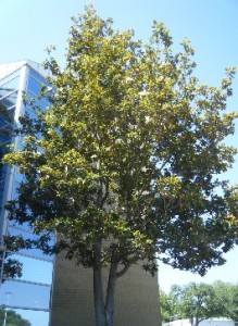 mag1 A TCU Library Southern Magnolia