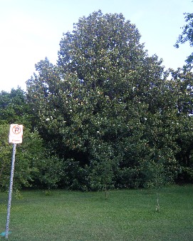 smag1 DFW's Largest Southern Magnolia