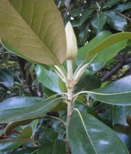 smag5 The Flower Before Blooming