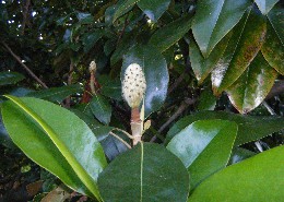 smag6 The Fruit. Flower Petals Have Fallen