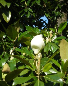 smag7 The Flower Begins Blooming