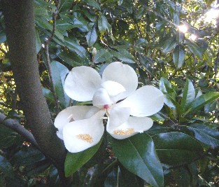 smag8 The Flower Has Bloomed