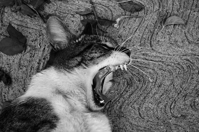 "Cat" "Cat"